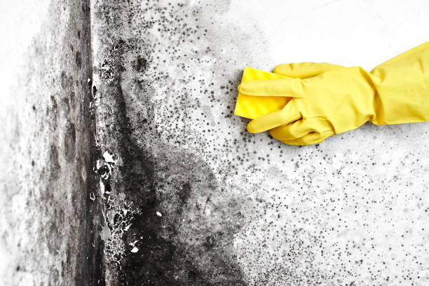 Mold Remediation for Vacation Homes in Bay Springs, MS